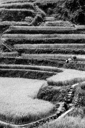 Umbrellas in rice paddies