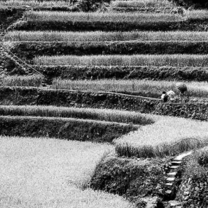 Umbrellas in rice paddies