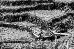 Man walking with carrying pole in the rice paddies