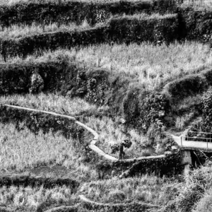 Man walking with carrying pole in the rice paddies