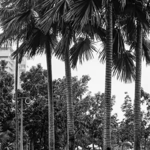 Women sitting at base of palm trees