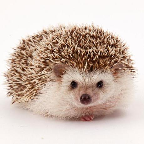 thehedgefrog