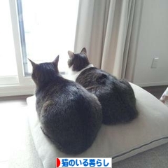 にほんブログ村 猫ブログ 猫のいる暮らしへ