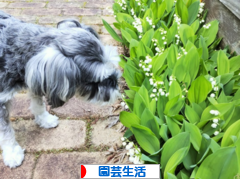 にほんブログ村 花・園芸ブログ 園芸生活へ