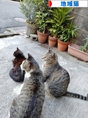 にほんブログ村 猫ブログ 地域猫へ