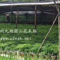 批发供应文竹苗 盆景 室内观叶植物小盆栽 自产自销