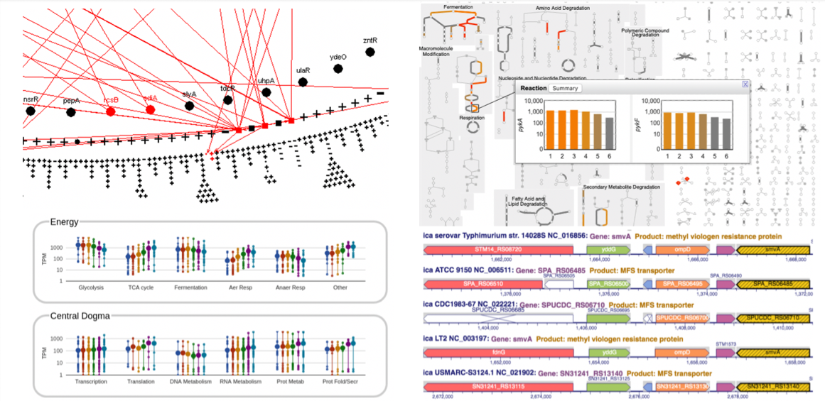 Collage of screenshots of portions of
			4 different BioCyc Tools. Upper left: the Regulatory
			Overview, with some connections
			shown. Upper right: the Cellular Overview
			with omics data overlaid. Lower left: the
			Omics Dashboard. Lower right: the
			Comparative Genome Browser.