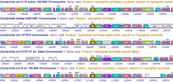 A fragment of a Comparative Genome
			Browser display showing the region around
			the trpA gene for 5 E. coli
			strains. Orthologous genes are colored
			the same color in each strain.