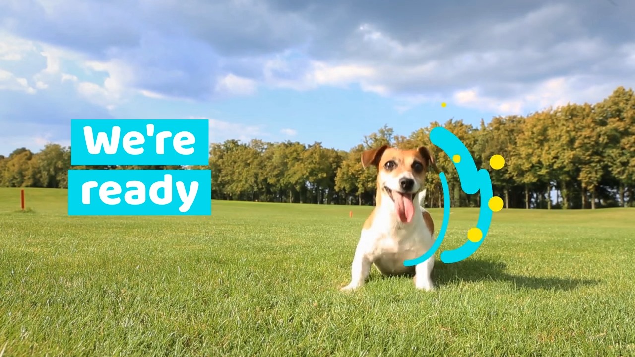 Jack Russell terrier on grass with text "we're ready" and graphic elements in a Biteable video maker presentation.