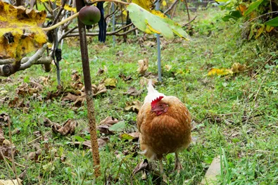 放し飼いのニワトリ