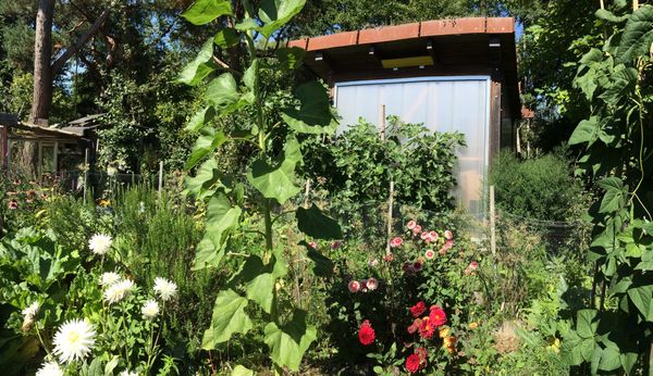 Jasper's allotment