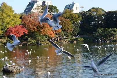 ユリカモメ - 清澄庭園の紅葉