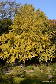 銀杏 - 清澄庭園の紅葉