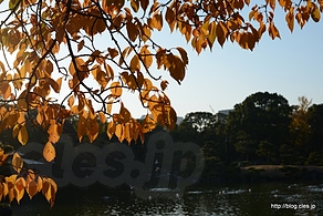 中の島のサクラの紅葉 - 清澄庭園の紅葉