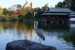 アオサギと涼亭 - 清澄庭園の紅葉