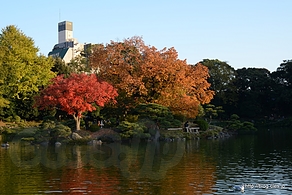 中の島 - 清澄庭園の紅葉