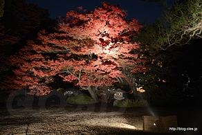 トウカエデ？ - 六義園 紅葉と大名庭園のライトアップ 2013 にいってきた