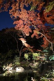 滝見の茶屋 - 六義園 紅葉と大名庭園のライトアップ 2013 にいってきた