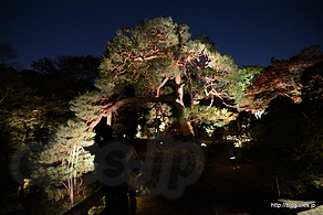 吹上の松 - 六義園 紅葉と大名庭園のライトアップ 2013 にいってきた