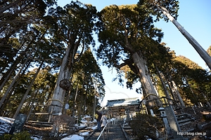 日蓮聖人お手植杉 - 久遠寺 奥之院と日蓮のお手植杉