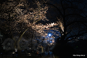 千鳥ヶ淵公園の夜桜 - 桜咲く千鳥ヶ淵 2015