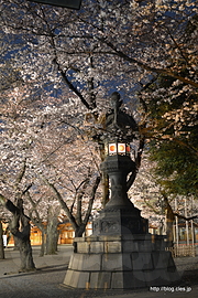 境内の標本木も満開 - 桜の靖國神社 2015