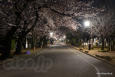 谷中霊園の夜桜 - 谷中霊園の夜桜 2015