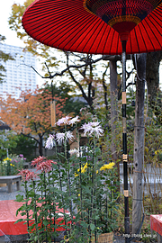 菊と紅葉 - 向島百花園のカワセミ