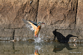 餌を捉えたカワセミ - 久しぶりに水元公園のカワセミを