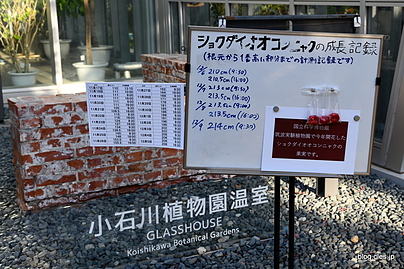 成長記録 - 小石川植物園に開花したショクダイオオコンニャクを見に行ってみた