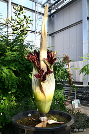 開花したショクダイオオコンニャク - 小石川植物園に開花したショクダイオオコンニャクを見に行ってみた