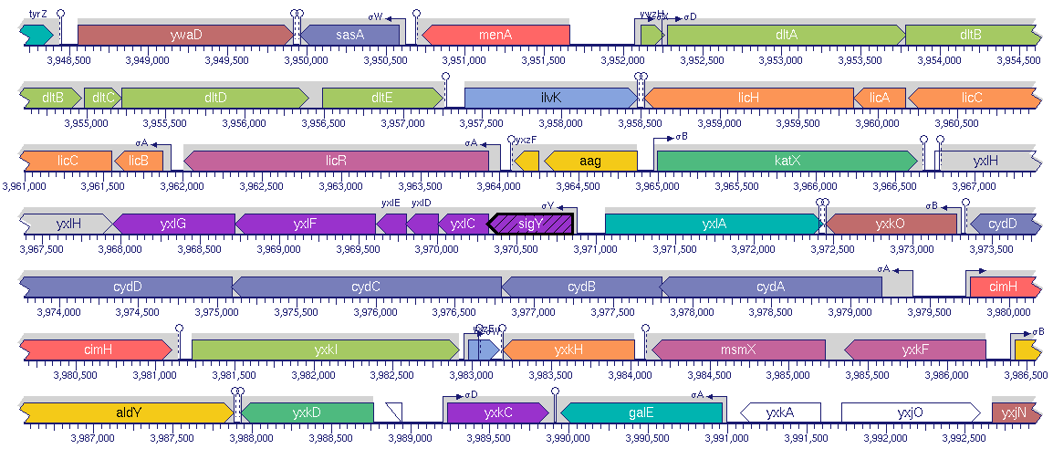 Genome Browser screenshot