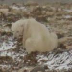 Polar bear in Churchill