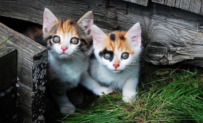 Cute Kittens (100 pics)