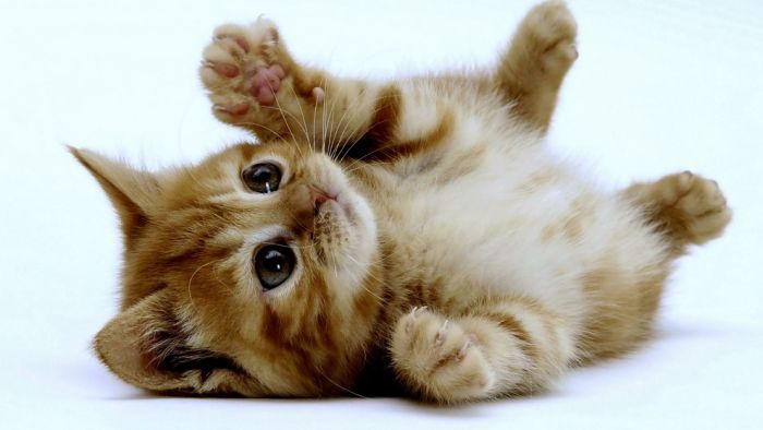 Cute Kittens (100 pics)