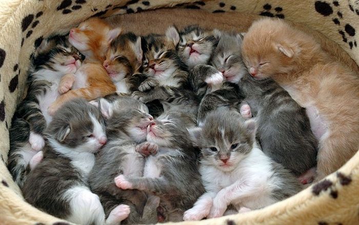 Cute Kittens (100 pics)