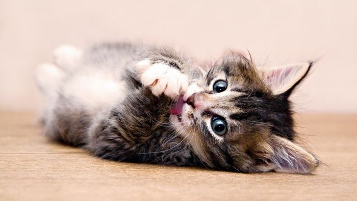 Cute Kittens (100 pics)