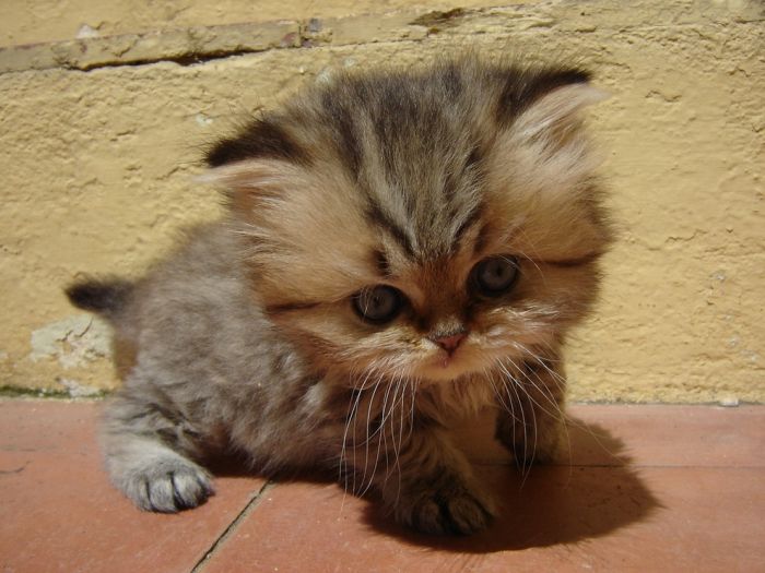 Cute Kittens (100 pics)