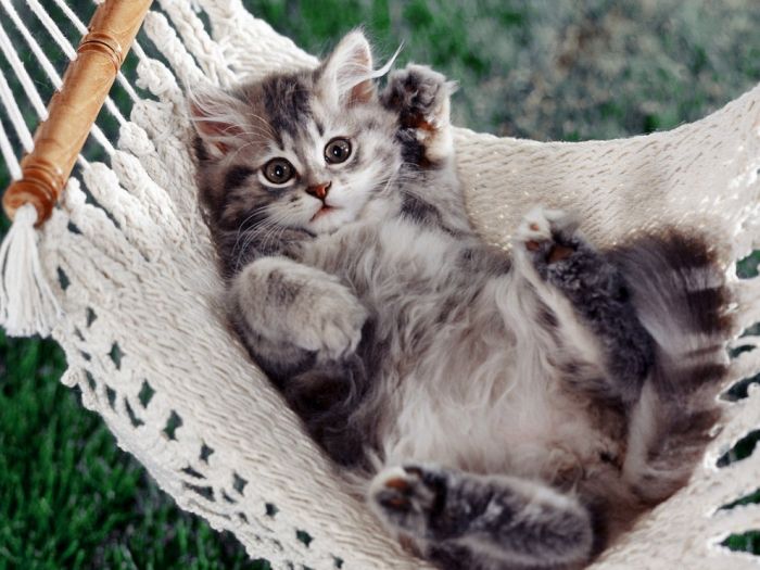 Cute Kittens (100 pics)