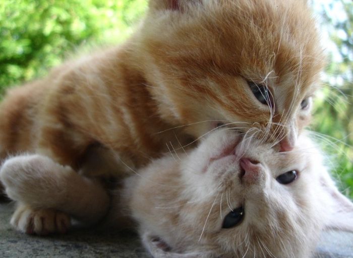 Cute Kittens (100 pics)