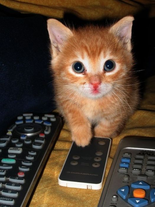 Cute Kittens (100 pics)