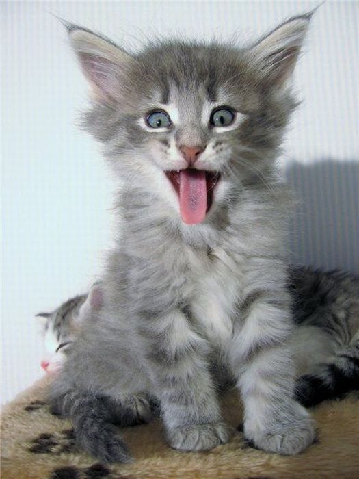 Cute Kittens (100 pics)