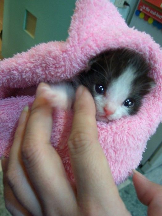 Cute Kittens (100 pics)