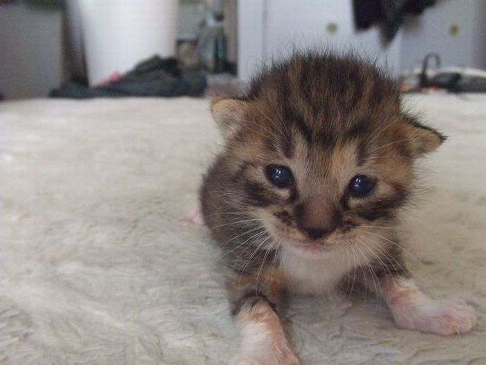 Cute Kittens (100 pics)