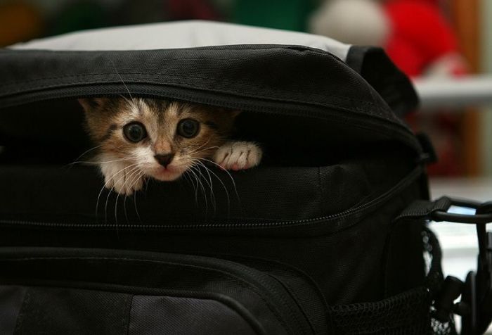 Cute Kittens (100 pics)