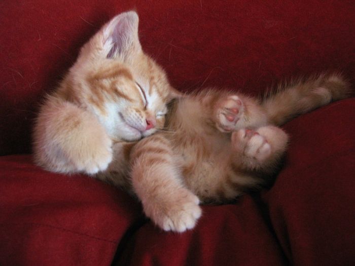 Cute Kittens (100 pics)