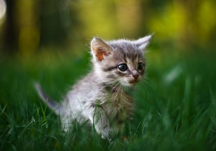 Cute Kittens (100 pics)