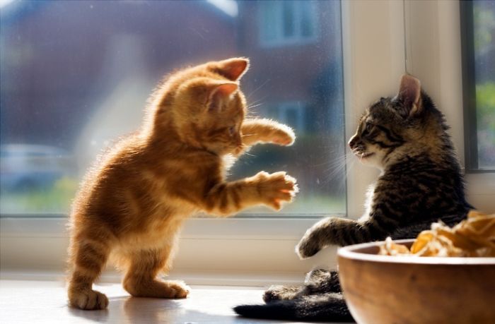 Cute Kittens (100 pics)