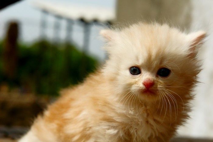 Cute Kittens (100 pics)