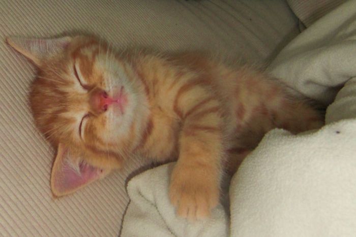 Cute Kittens (100 pics)